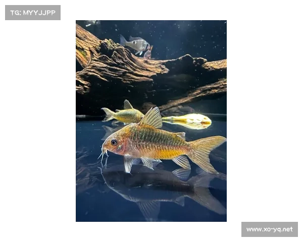 探索永歌森林的奥秘:一场穿越自然与野生奇观的深度之旅 探索永歌森林的奥秘:一场穿越自然与野生奇观的深度之旅