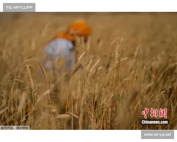 小麦国家队的蜕变之路：从困境重生到荣耀巅峰